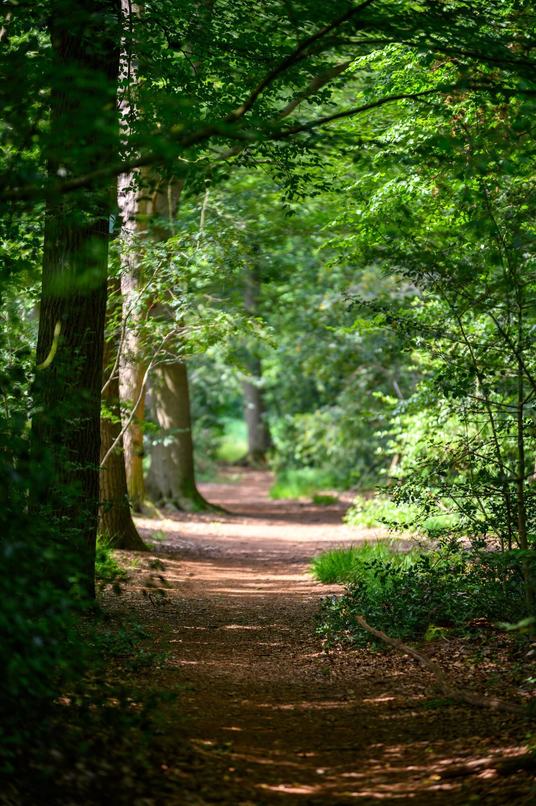 Wald-Ferienpark De Egelshoek 6a33cafbb9476